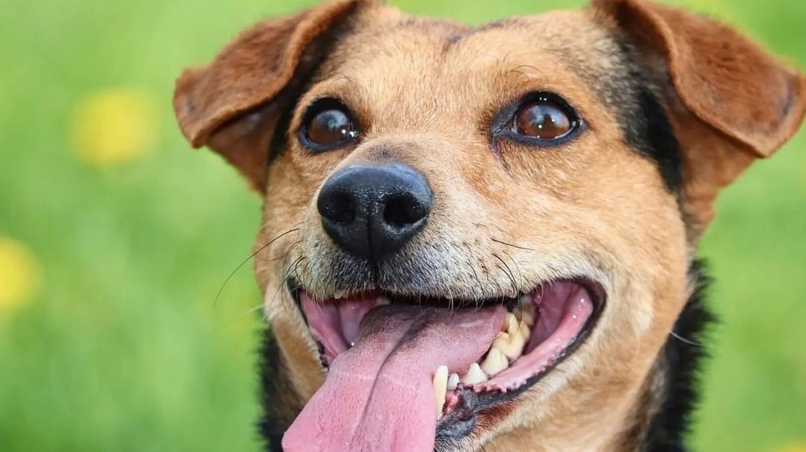 Стинг собака. The dog. Морда собаки в профиль. Собака улыбака ретривер. Интерес у собаки.