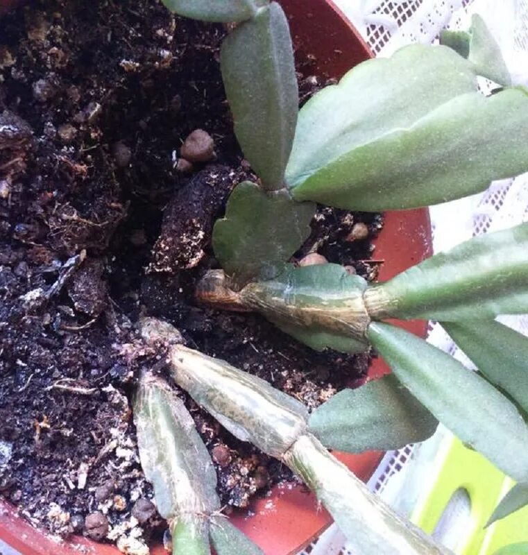 декабрист из семян. семена шлюмбергера. декабрист из пятерочки. декабрист шлюмбергера красный. плоды декабриста.