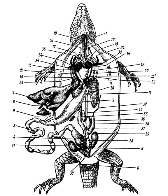 Спинная аорта у пресмыкающихся. Внутреннее строение ящерицы. Кровеносная система ящерицы. Спинная аорта у ящериц.