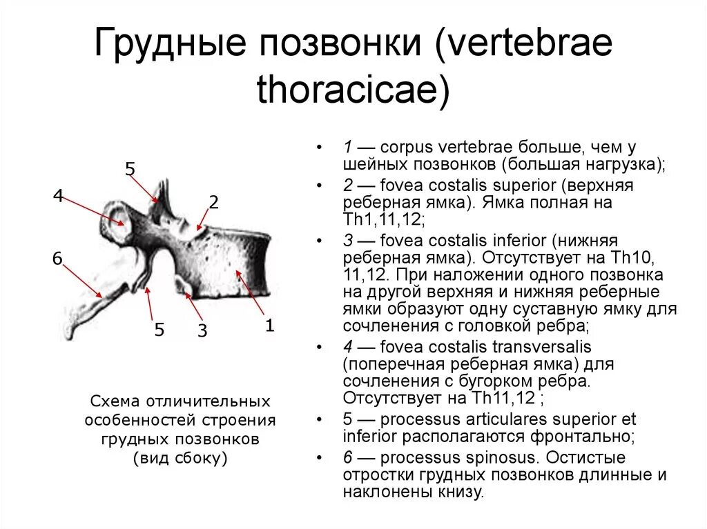 Грудной позвонок характеристика. Десятый грудной позвонок ямки. Строение грудного позвонка анатомия. Особенности строения грудных позвонков. 12 Грудной позвонок строение.