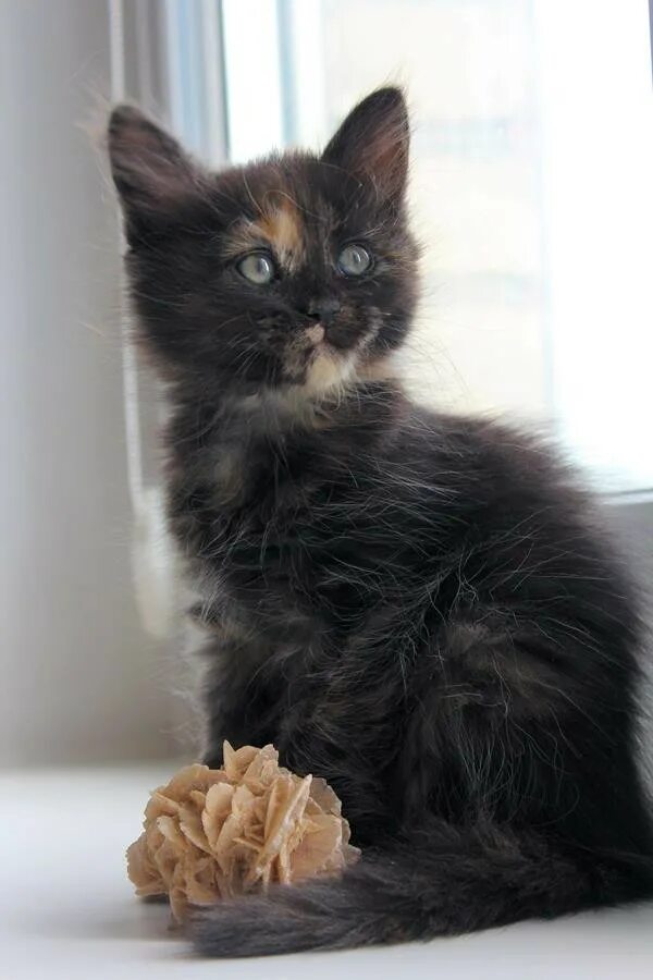 Котенок девочка 2 месяца. Пушистые котята беспородные. 5 месяца. Котенок 2 месяца. Котенок 1.