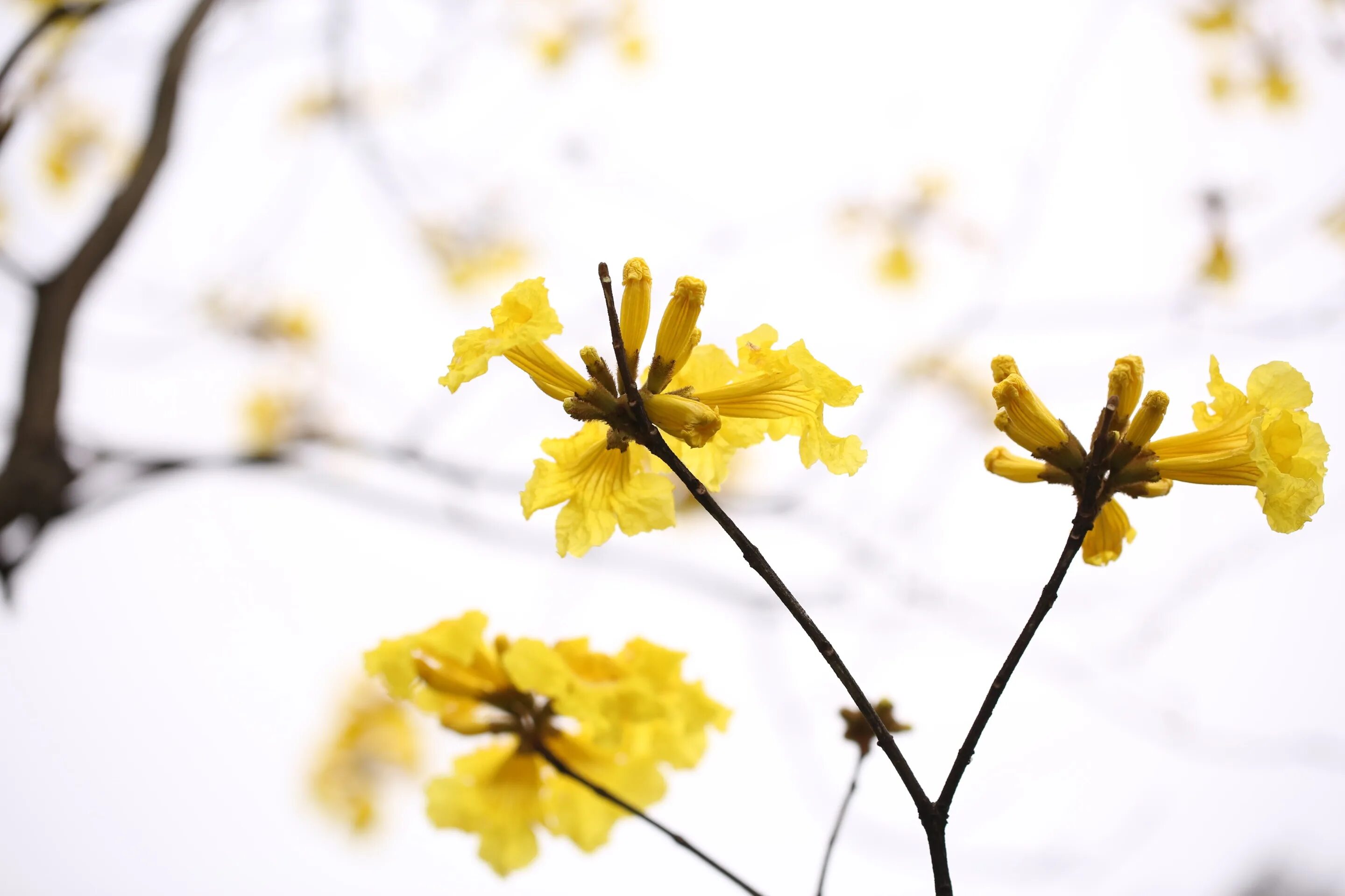 Весенние жёлтые цветына ветке. Желтые цветы без листьев.