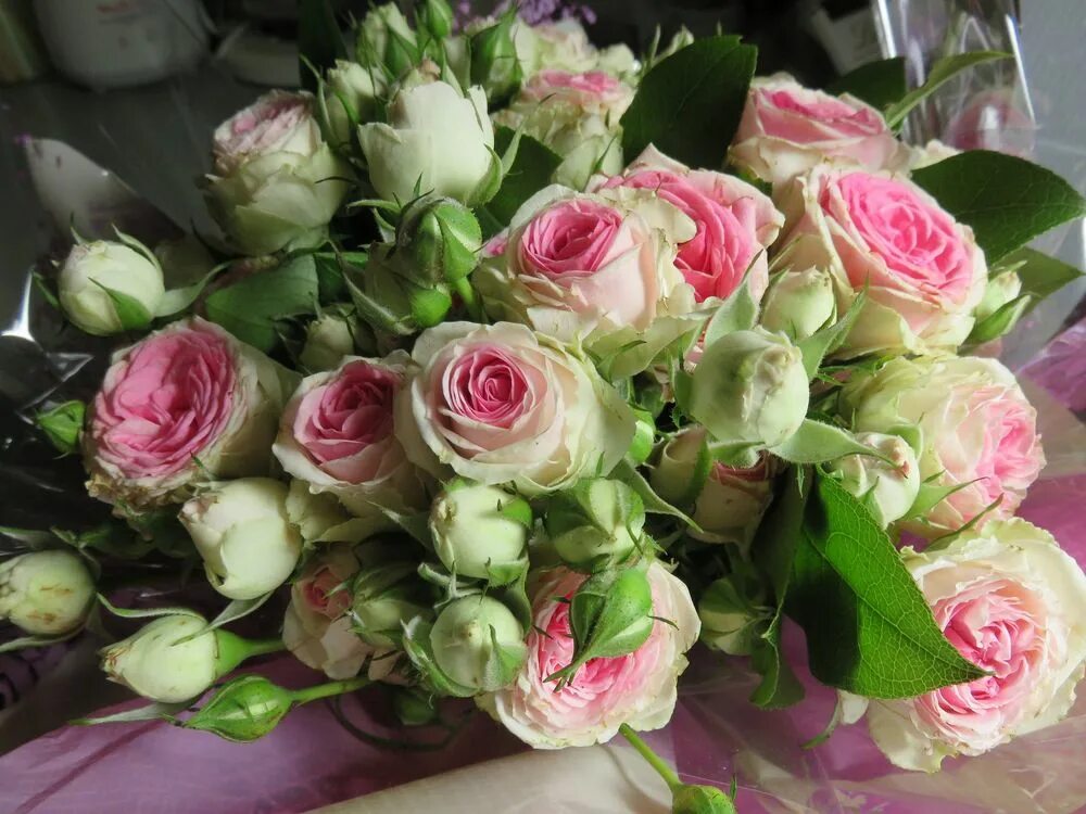 Premium Photo Bunch of fresh pink roses close up isolated on white space ก ห ล า