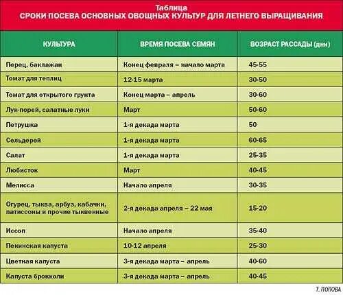 Какая температура нужна томатам. Таблица высадки овощей на рассаду. Таблица посева семян овощных культур. Сроки высадки семян на рассаду таблица. Таблица овощей для высадки в грунт.