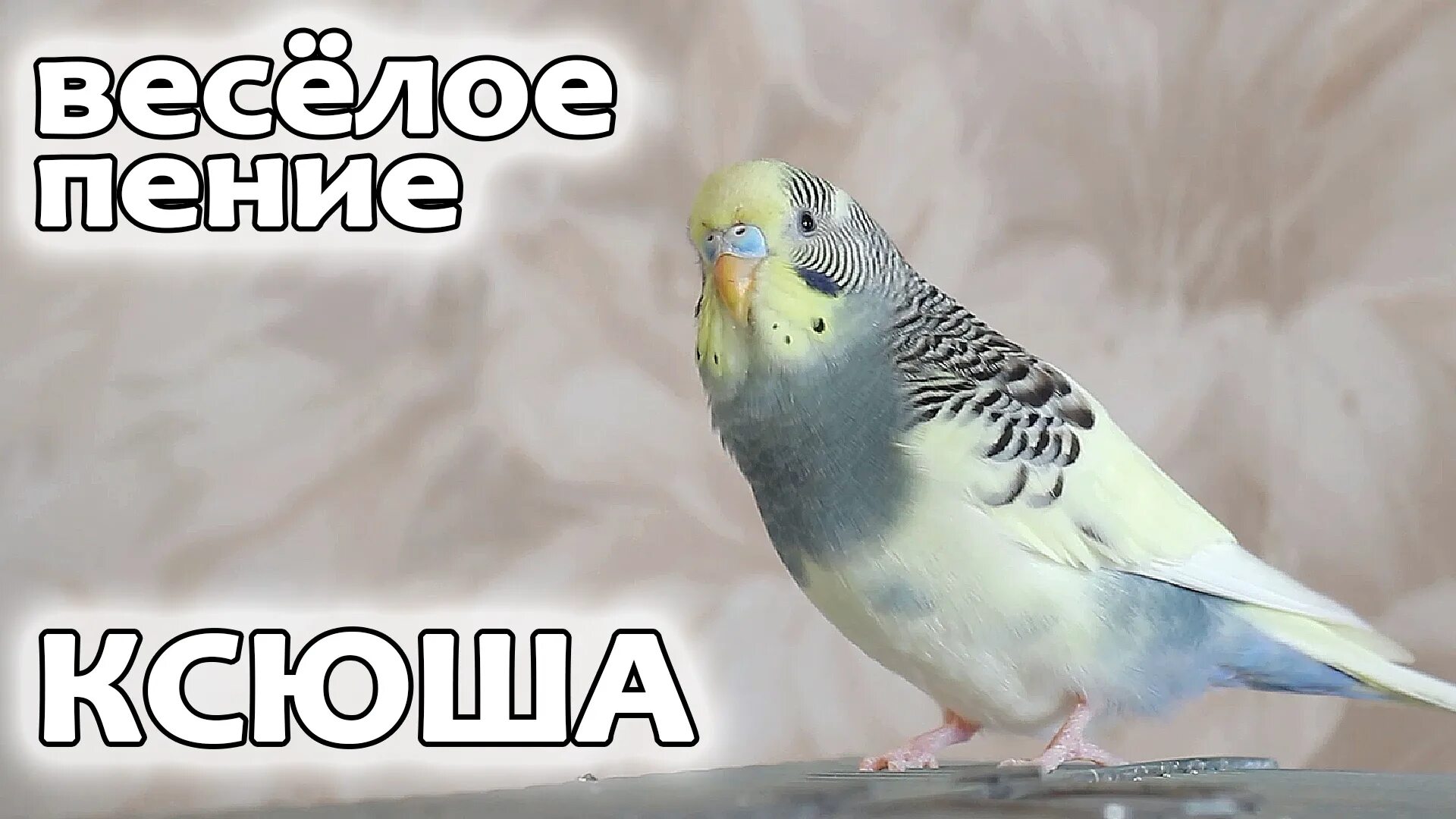 Попугаи композиция. Пение попугаев. Волнистый попугайчик кеша. Веселое пение попугайчиков. Волнистый попугай смешной.
