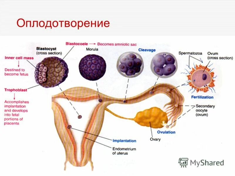 Процесс оплодотворения у человека