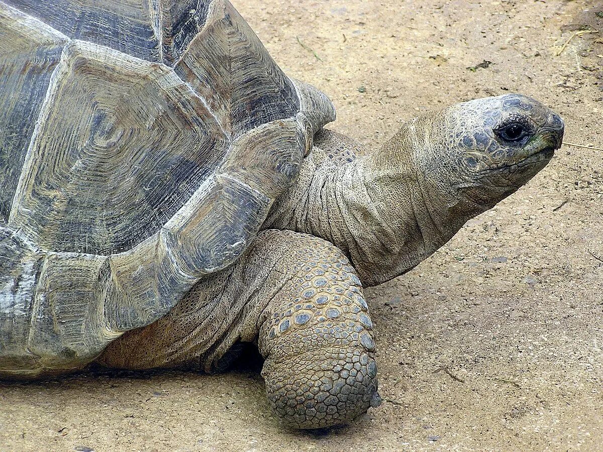 Черепаха редкие виды. Черепаха Альдабра. Гигантская черепаха Альдабра. Geochelone gigantea. Туи Малила черепаха.