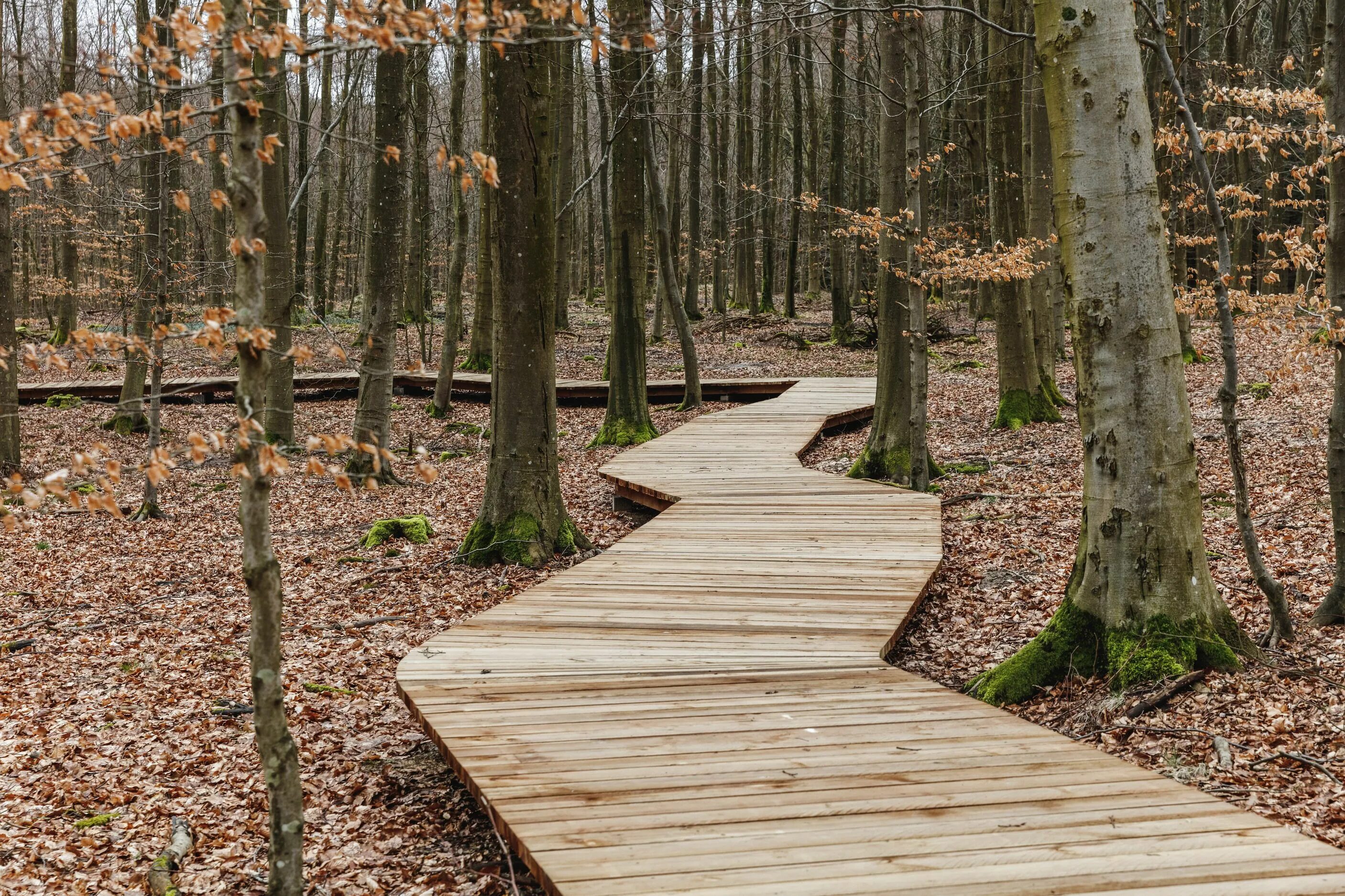 Форест-парк/ Forest Camp.. Настил деревянный в Битцевском парке. Деревянный настил в парке. Деревянные дорожки.