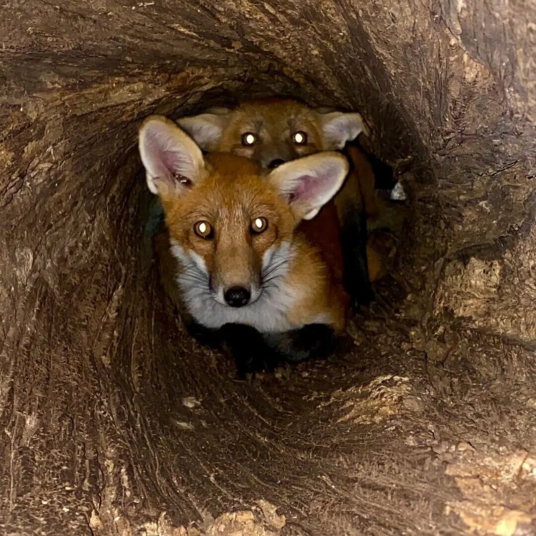 Жилище лисы. Где живет леса. Где живет леса. Лиса живет в норе. Где живет леса.