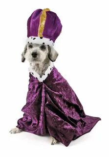 Top dog