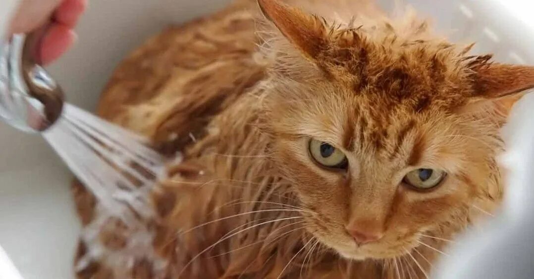 Как отмыть кота