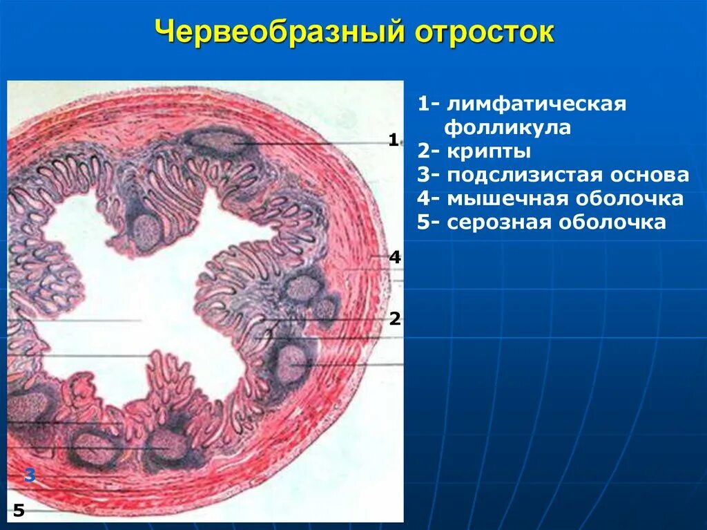 Строение аппендикса. Червеобразный отросток препарат анатомия. Червеобразный о Росток. Червеобразный отросток гистология. Червеоьразный отросток гисьолшия.