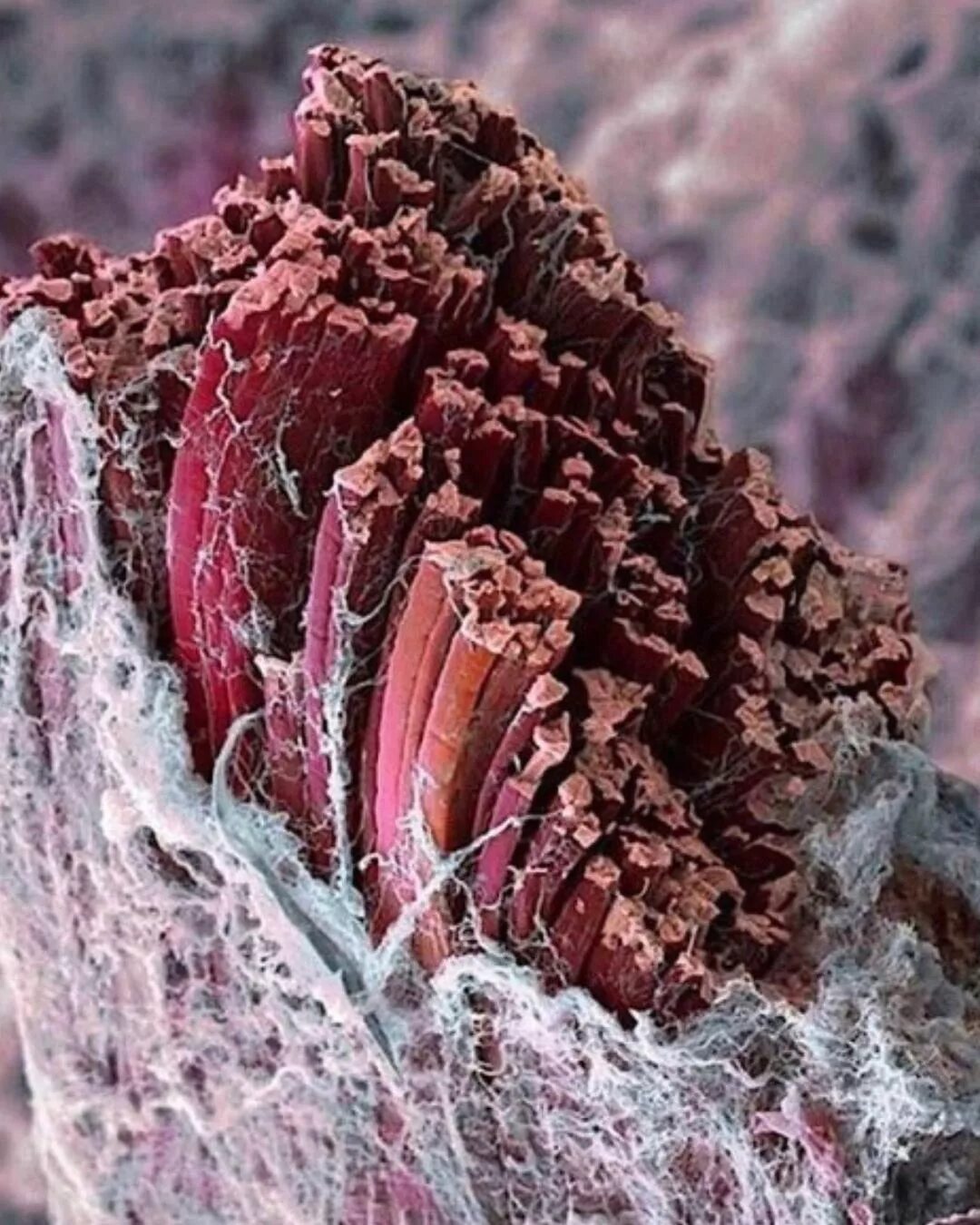 Мышечные волокна под микроскопом. Мышцы микроскоп. Мышцы микроскоп. Мышечные волокна под микроскопом. Мышечные волокна под микроскопом.