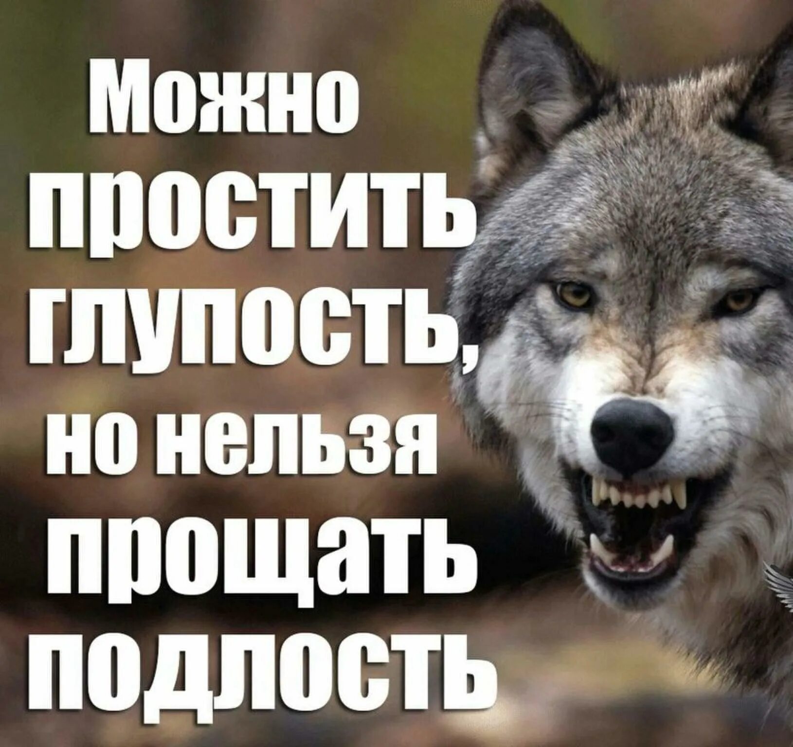 Цитаты про нельзя. Подлость цитаты. цитаты про подлость и предательство. волк не предаст. цитаты про подлых друзей.