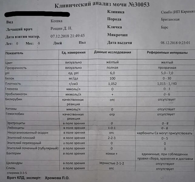 Биохимия крови креатин норма. Белок в моче менее 10 мг/100 мл. Мочевой белок. Белок в моче г/л. Показатели лейкоцитов в моче норма.