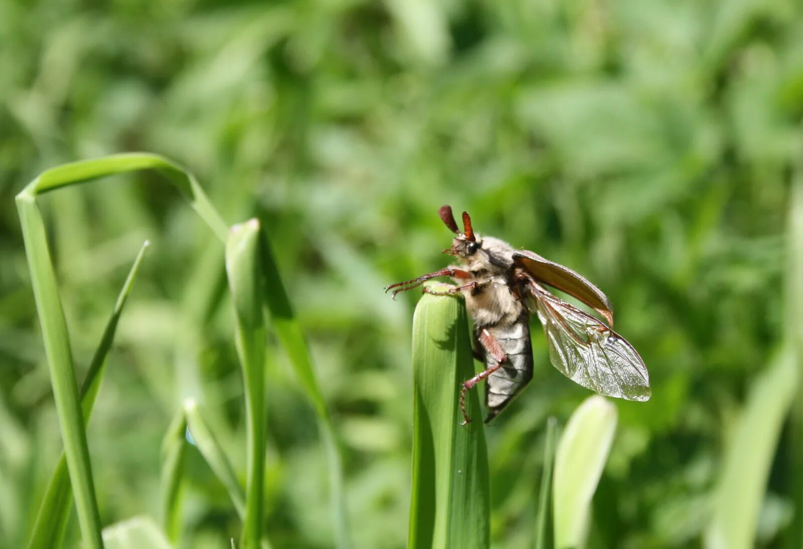 May bug