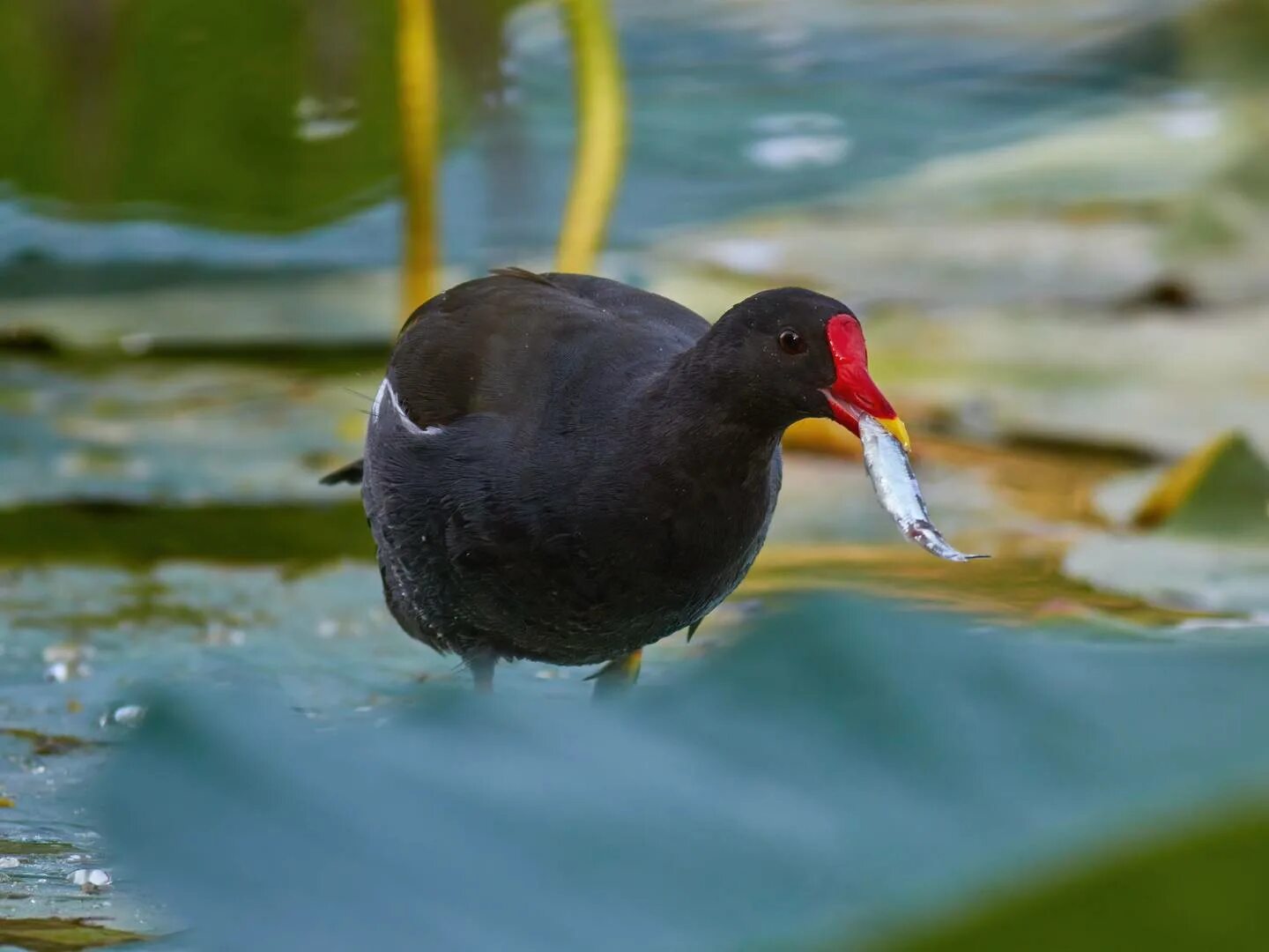 Камышница gallinula chloropus. Камышница. 146. Водоплавающая птица камышница. Камышница болотная курица.