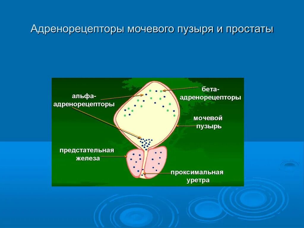 Бета рецепторы в мочевом пузыре. Рецепторы моего пузыря. Альфа рецепторы простаты и мочевого пузыря. Бета адренорецепторы мочевого пузыря. Гипотония мочевого