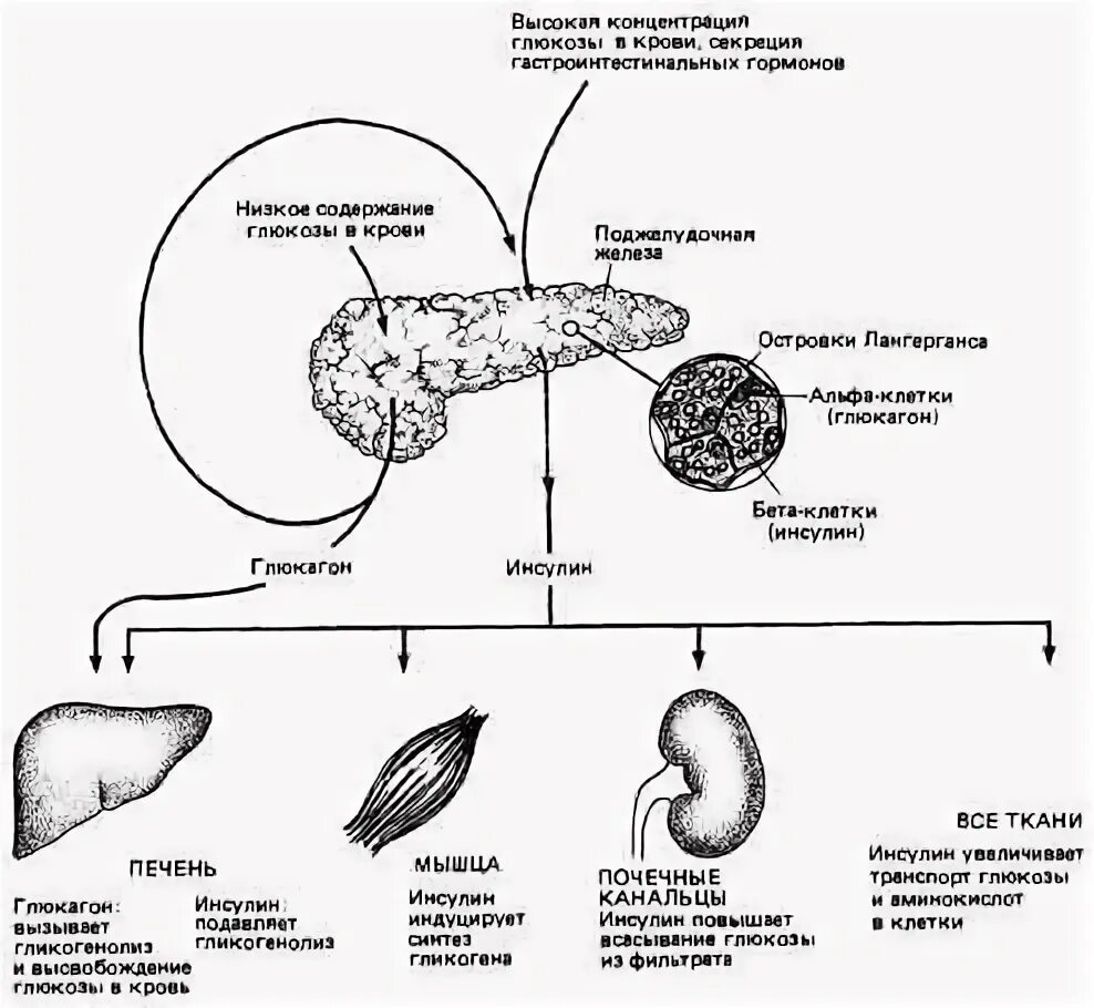 Повышение глюкозы в крови гормон. Регуляция уровня Глюкозы в крови схема. Нейрогуморальные механизмы поддержания уровня сахара крови. Схема регуляции содержания Глюкозы в крови. Схема регуляции уровня Глюкозы гормонами.