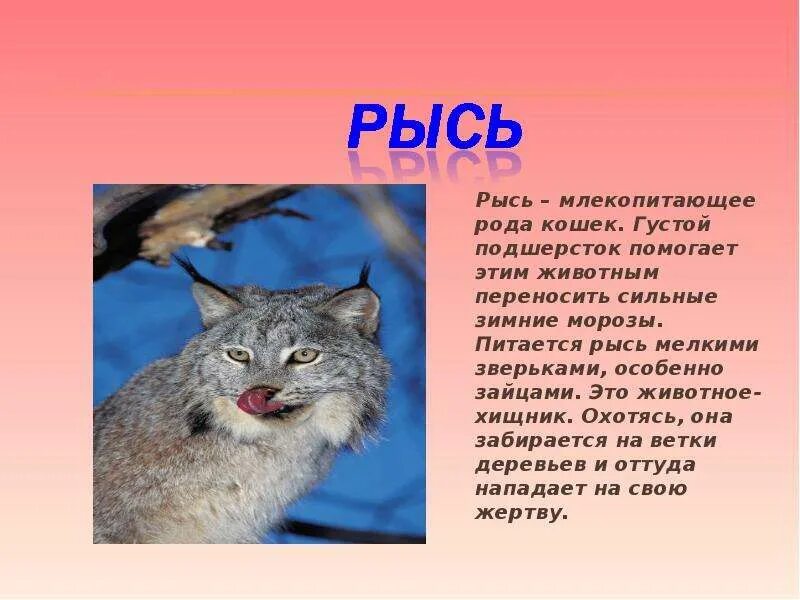 Рысь. Сообщение о рыси. Сообщение о рыси 4 класс окружающий мир. Маленький доклад про Рысь. Рысь 4 класс