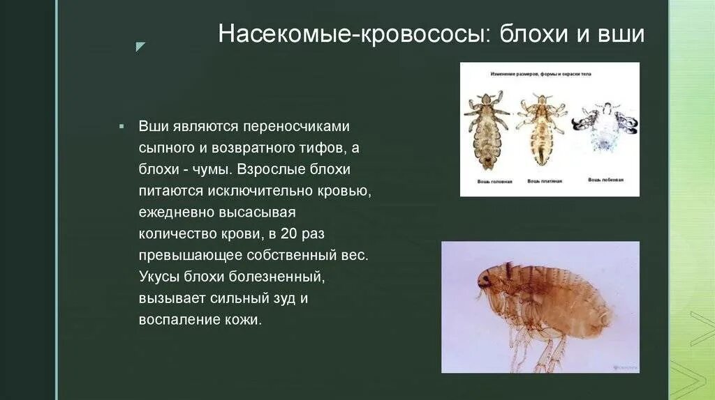 Вши какое заболевание. Насекомые переносчики инфекционных болезней. Переносчик возбудителя заболеваний вшей. Платяная вошь переносчик сыпного тифа. Аши являются мереносщиками.