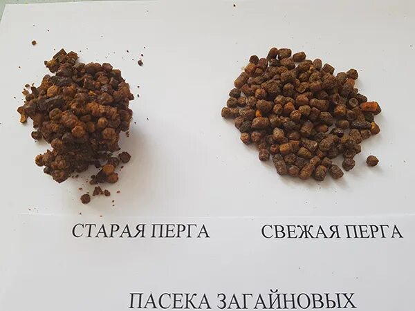 Перга гранулированная это. Старая перга. Старая перга. Перга гранулированная это. Старая перга.