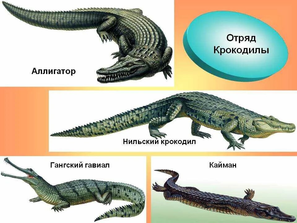 Крокодил млекопитающее или нет. Крокодил Аллигатор Кайман гавиал. Пресмыкающиеся отряд крокодилы. Признаки отряда крокодилы. Крокодилы Аллигаторы кайманы и гавиалы.