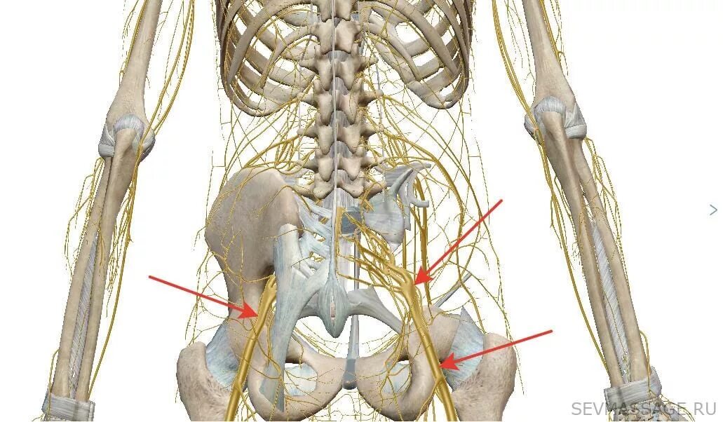 Седалищный нерв анатомия ветви. Седалищный нерв анатомия 3д.