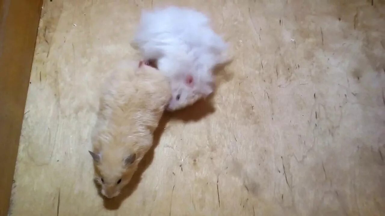 Течка у хомяка. Беременная джунгарская хомячиха. Спаривание хомяков. Пол хомяка джунгарика. Размножение хомяков в домашних.