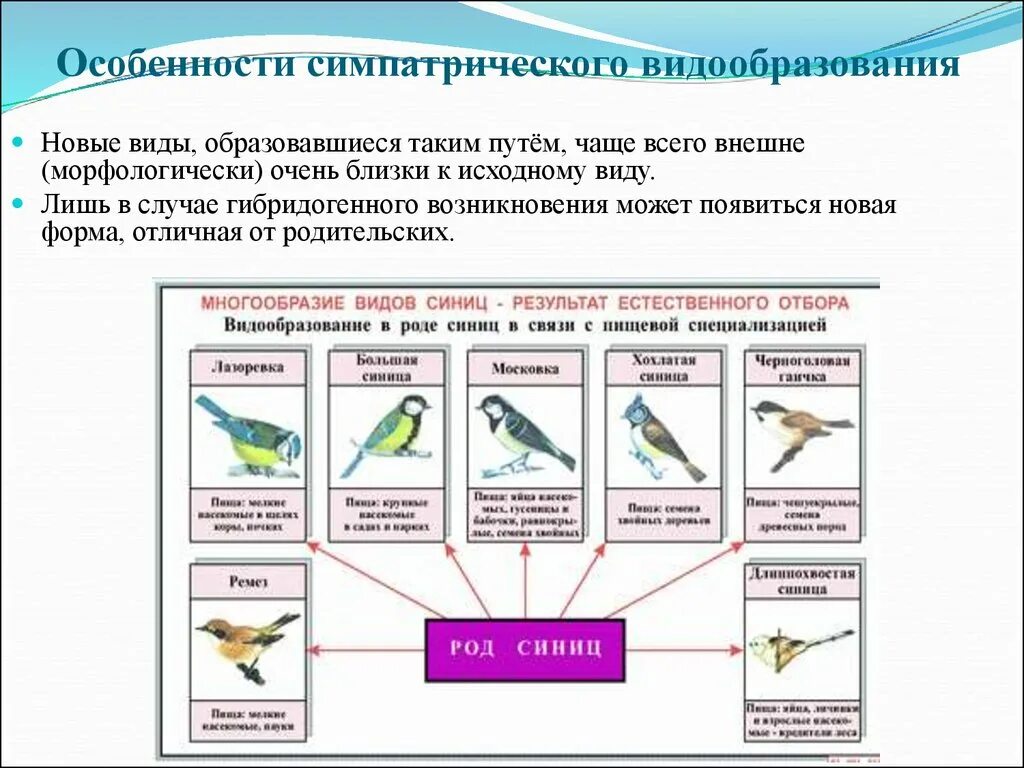 Видообразование таблица по биологии 11 класс. Таблица формы видообразования биология 9 класс. Пути видообразования биология 11 класс. Схема экологического видообразования примеры. Экологическое видообразование возникает в результате