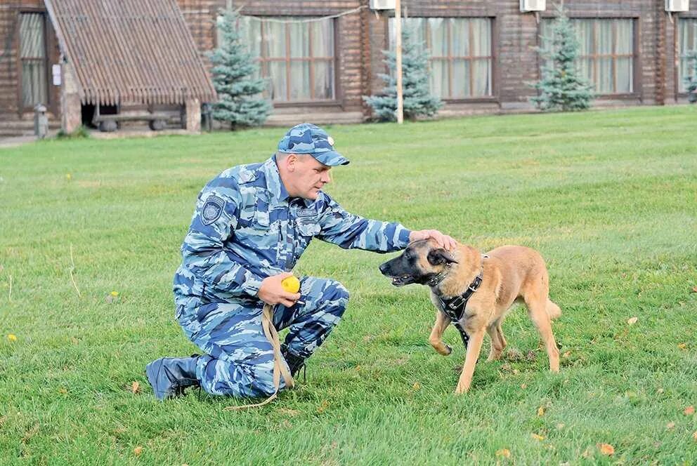 Занятия с кинологом. Тренировка служебных собак. Немецкая овчарка конвойная. Занятие кинолога с собакой. Немецкая овчарка окд.