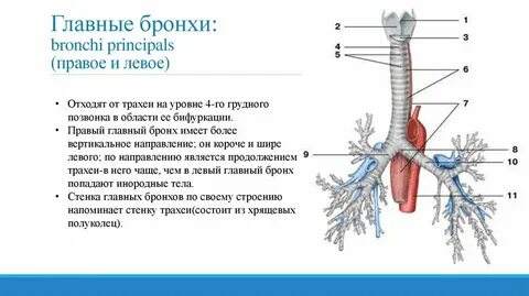 Особенности трахеи