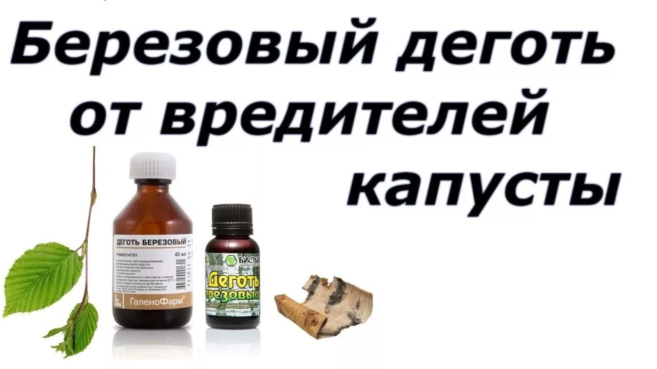 Как развести деготь для животных. Березовый деготь. деготь от вредителей. берёзовый дёготь для сада и огорода от вредителей для капусты. березовый деготь от чего.