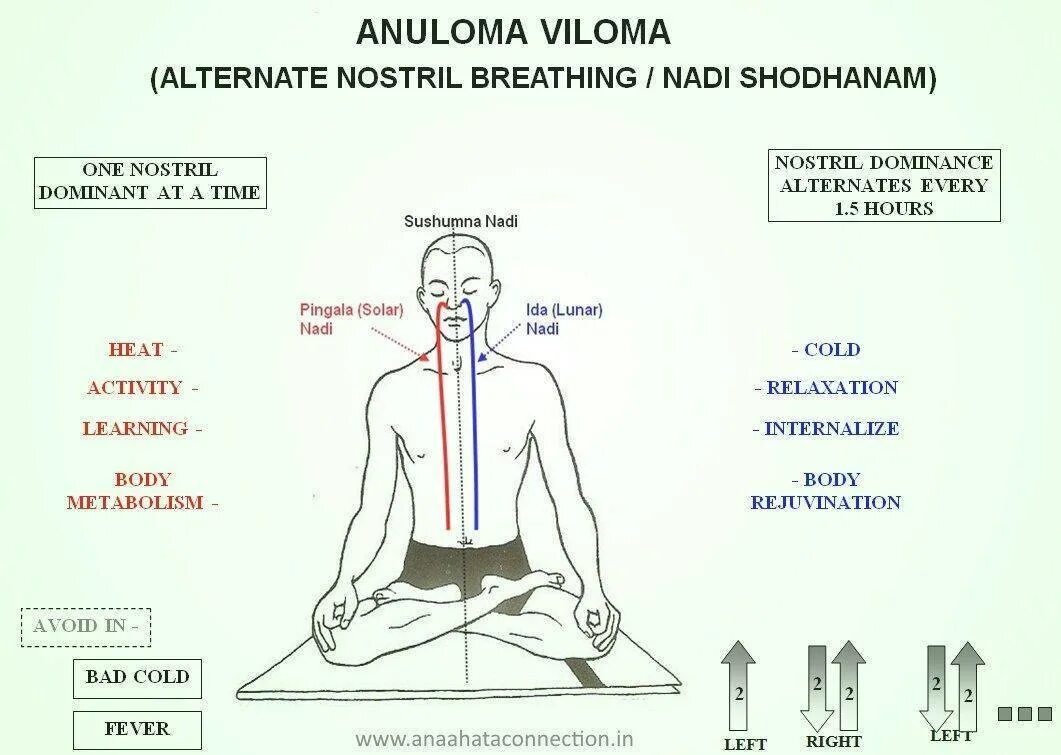 Пранаяма нади. Пранаяма Анулома Вилома таблица. Йоговское дыхание Анулома Вилома. Дыхательная практика Нади шодхана пранаяма. Пранаяма Нади шодхана техника.