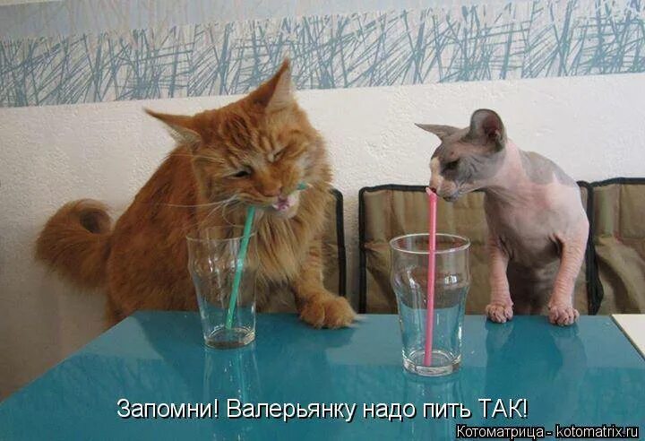 Смешные коты с валерьянкой. Кот пьет валерьянку. Коты и валерьянка приколы. Кот напился валерьянки. Пить валерьянку на ночь