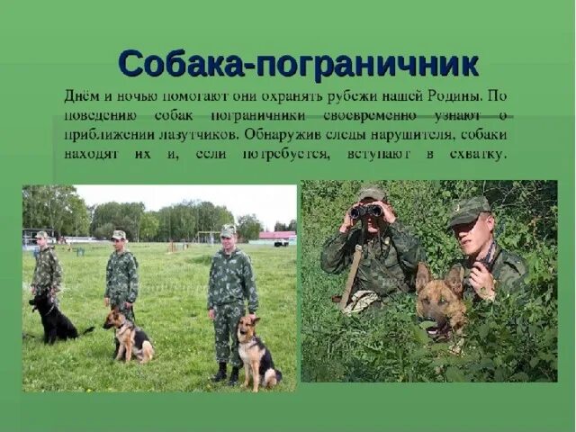 Как собаки служат человеку назови несколько