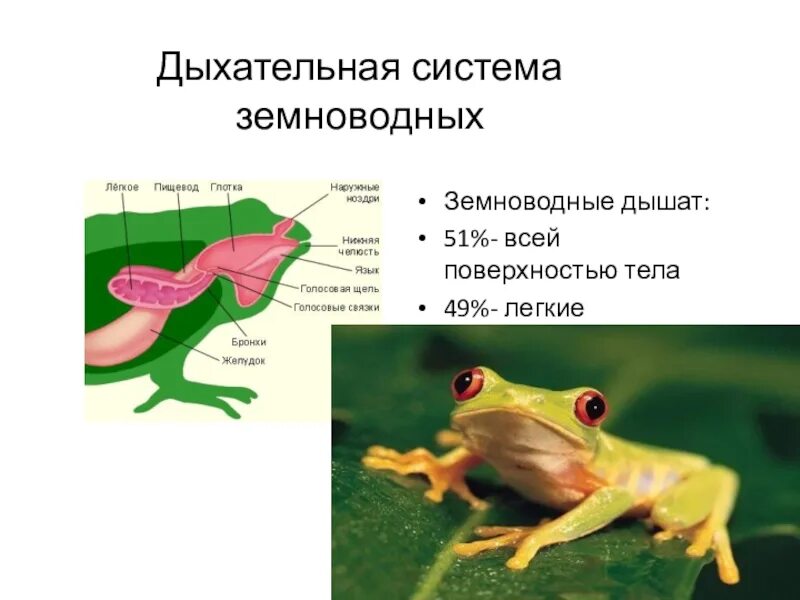 Дыхательная система бесхвостых земноводных. Земноводные жабры. Легкие земноводных. Строение дыхательной системы земноводных. Земноводные жабры.