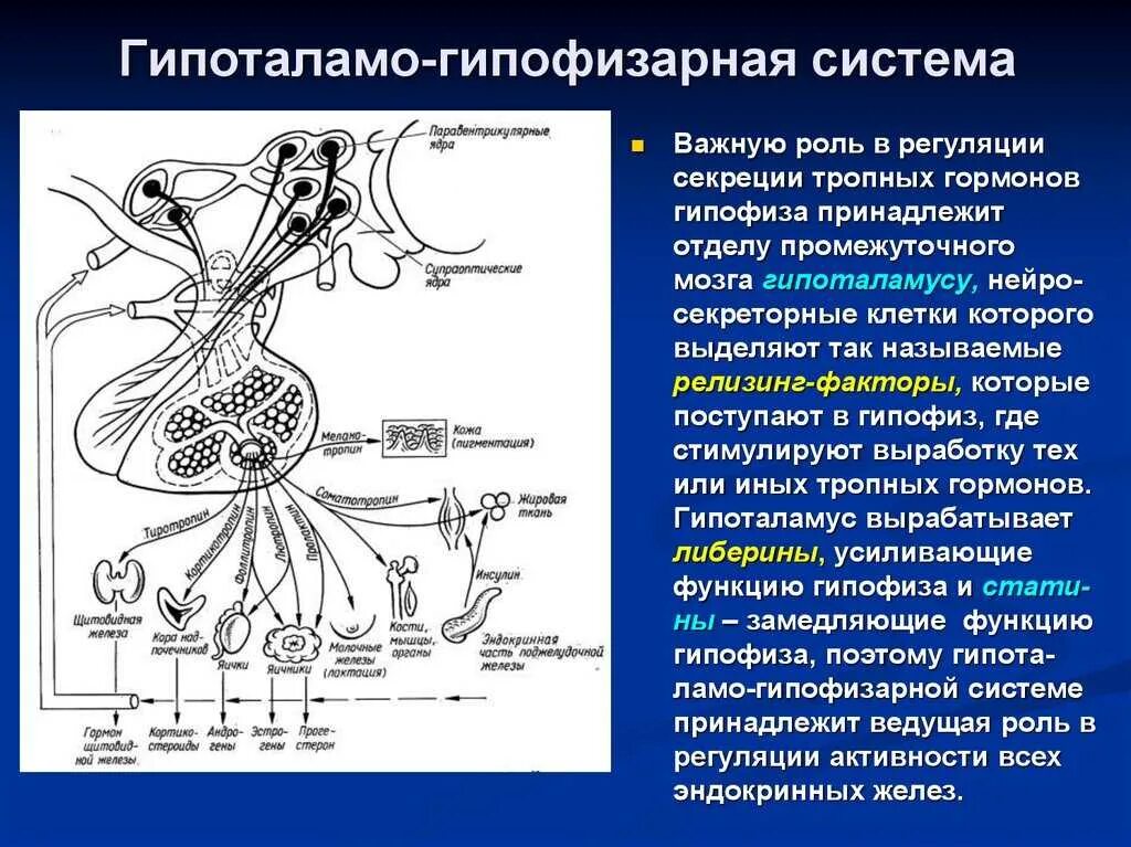 Гипоталамо-гипофизарная система функции. Схема строения гипоталамо гипофизарной системы. Регуляция секреции гормонов гипоталамуса. Схема взаимодействия гипоталамо гипофизарной системы.