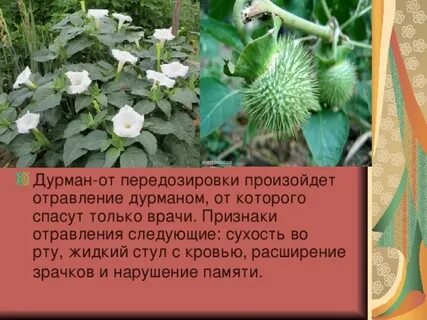 Дурман обыкновенный отравление