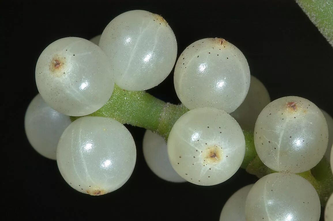 смородина красная 'розовый жемчуг'. малина черника смородина. клубника на белом фоне. ягоды прозрачные. ягодки на прозрачном фоне.