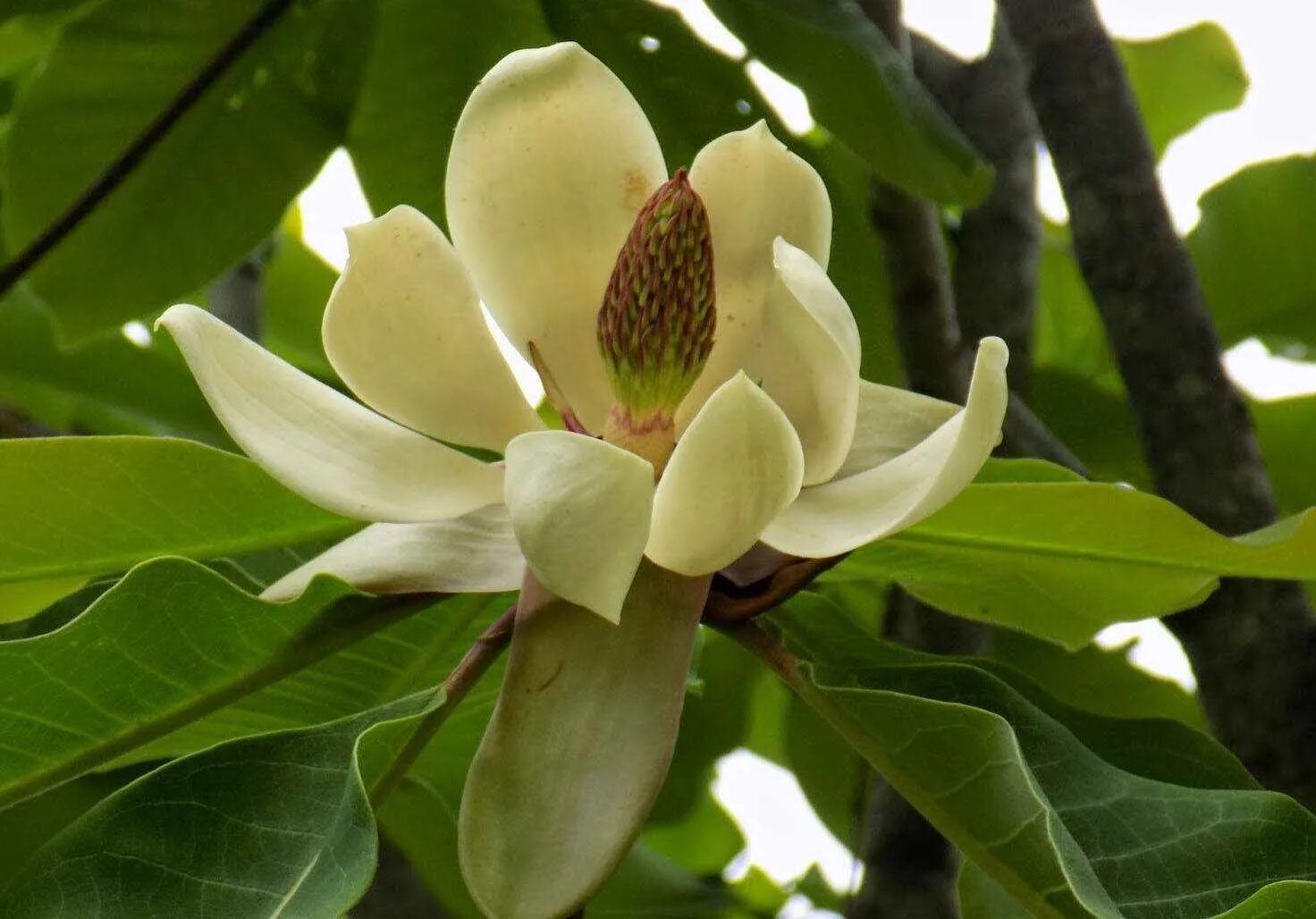 Магнолия растет в россии. Магнолия обратнояйцевидная (Magnolia obovata). Монголия обратно яйцевидная. Магнолия грандифлора. Арнебия обратнояйцевидная.