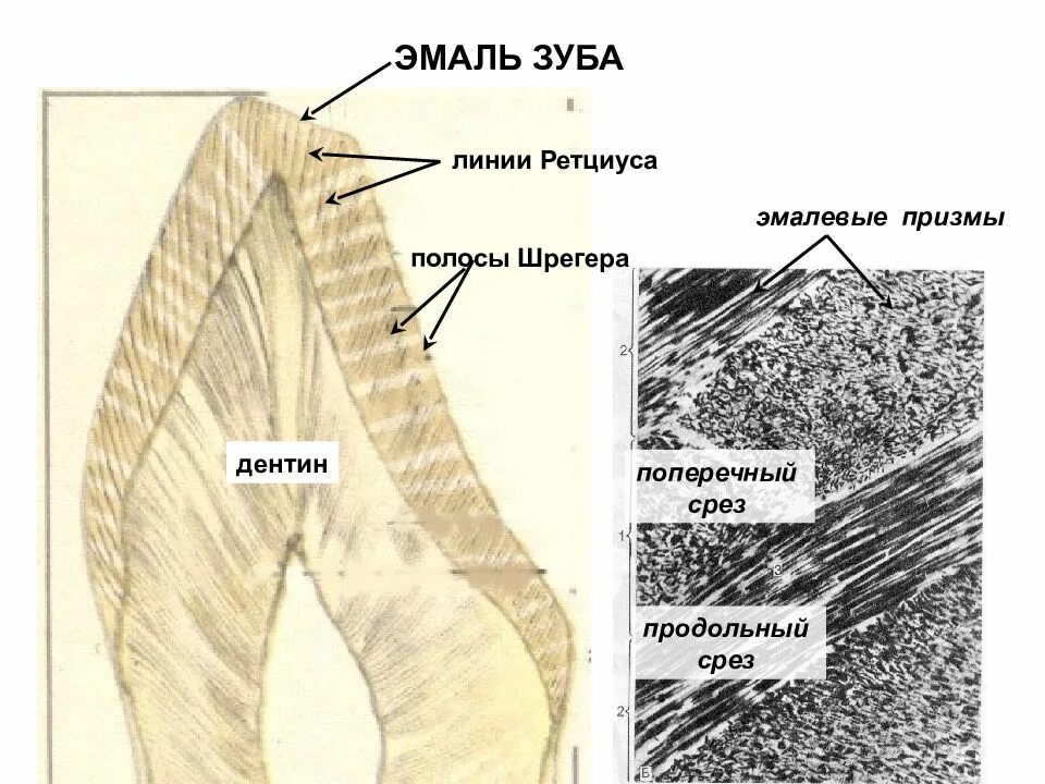 Линии эмали. Шлиф зуба эмаль полосы гунтера шрегера. Линии эмали. Ростовые линии эмали зуба. Схема продольного шлифа зуба.
