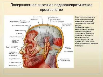 Апоневроз что это такое