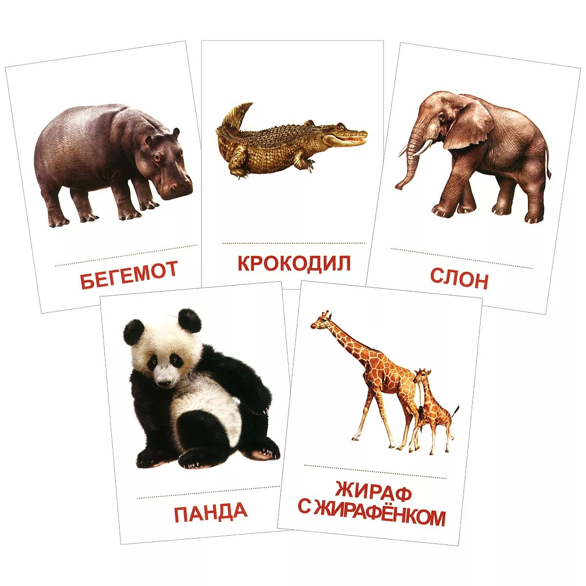 Карточки с животными. Карточки животные для детей. Набор карточек с дикими животными. Карточки "Дикие животные". Карточки обитатели