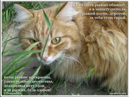 Слово рыжеватый