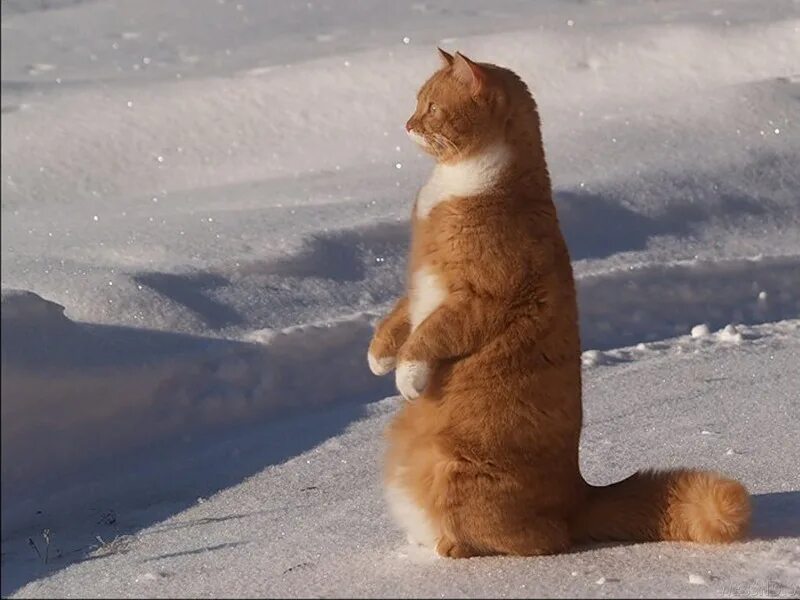 Елочка выдернула лапу из сугроба. Кот в снегу. Рыжий кот идет по снегу.