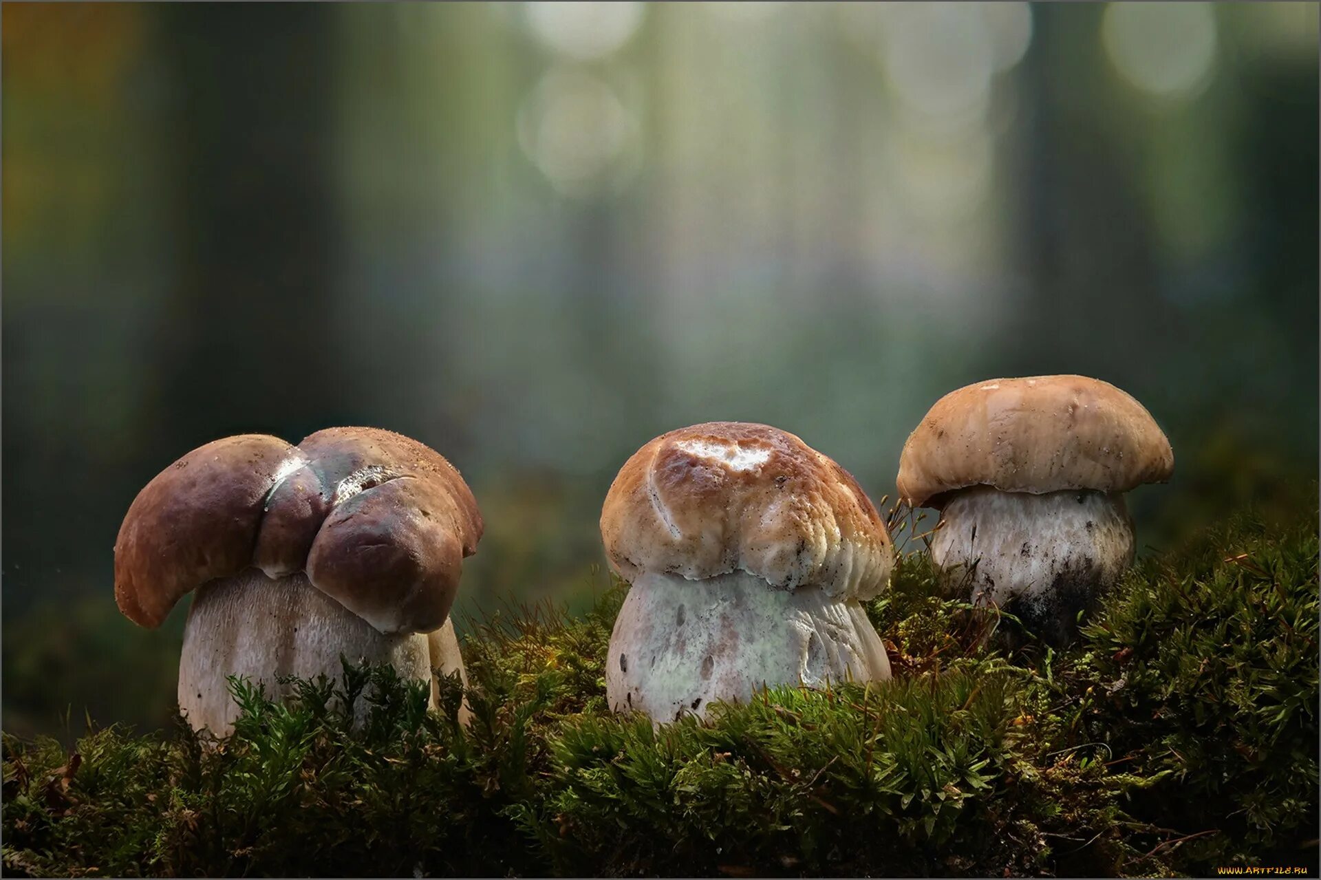 Грибы в природе. Белый гриб. Красивые съедобные грибы. Грибы в тундре. Белый гриб в природе