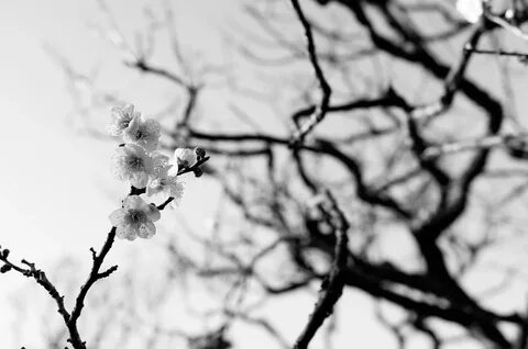 Black sakura