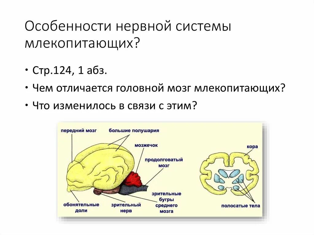 Нервная система млекопитающих 8 класс. Таблица строение нервной системы у млекопитающих. Нервная система млекопитающих кратко. Тип нервной системы млекопитающих. Строение нервной системы млекопитающих.