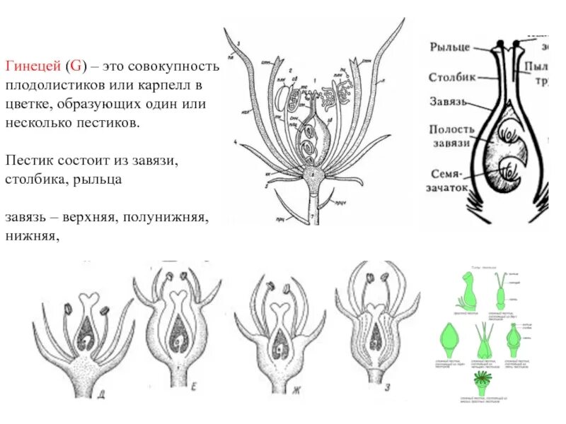 Гинецей апокарпный полимерный завязь верхняя. Строение апокарпного гинецея. Синкарпный гинецей. Плодолистики (гинецей). Гинецей вконтакте